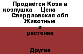 Продаётся Коза и козлушка. › Цена ­ 10 000 - Свердловская обл. Животные и растения » Другие животные   . Свердловская обл.